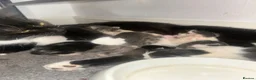 Domestic Shorthair cats for sale: Beautiful female and male kittens x2 - Advert 1