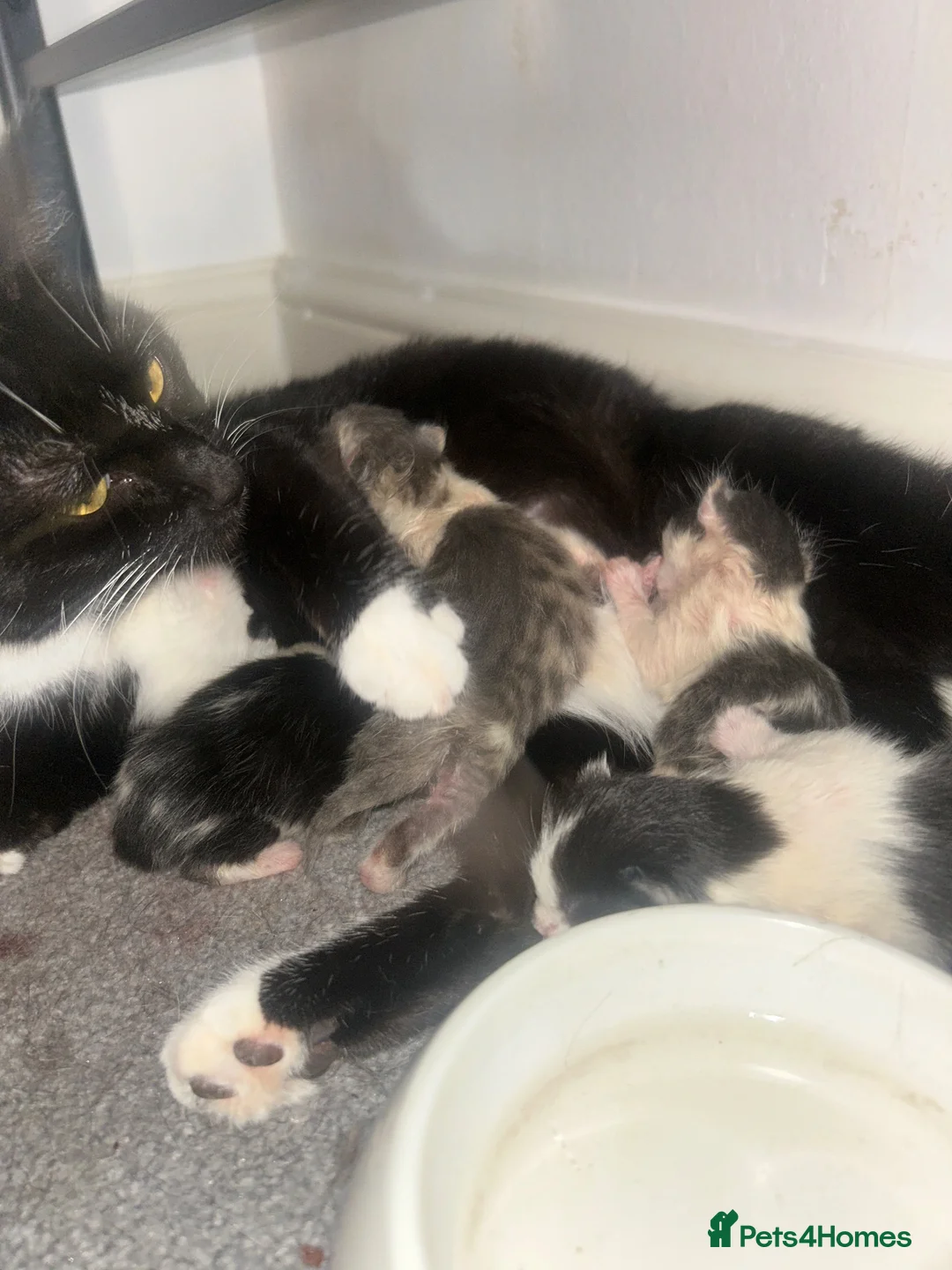 Domestic Shorthair cats for sale: Beautiful female and male kittens x2 - Advert 1