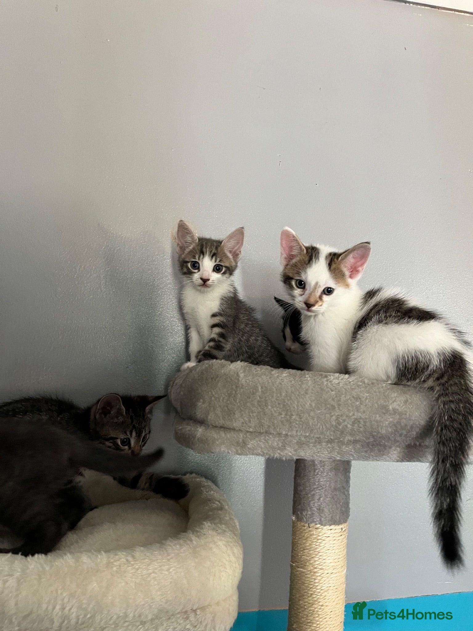 British Shorthair cats Kittens  - Advert 1