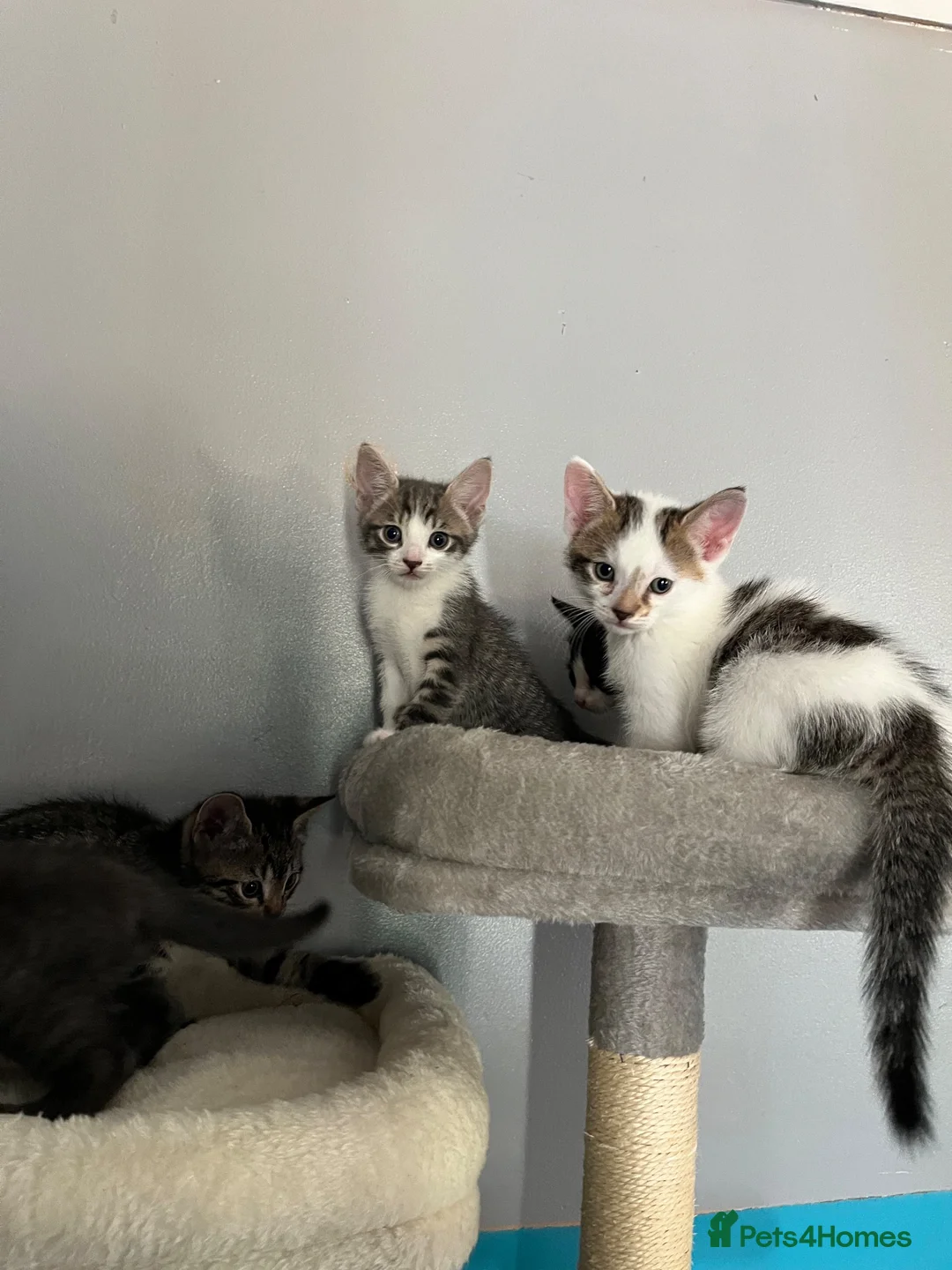 British Shorthair cats for sale: Kittens  - Advert 1