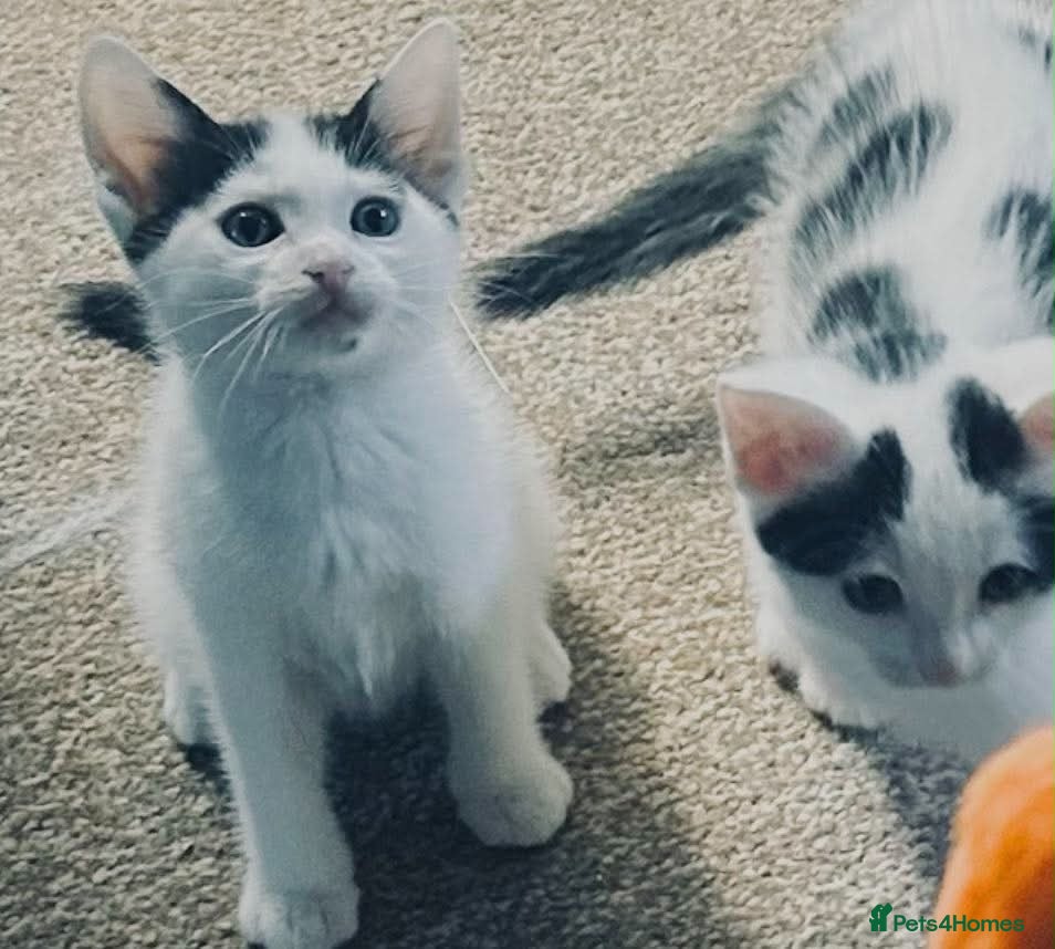 Ragdoll cats Last two dramatically reduced half Ragdoll kitten - Advert 20