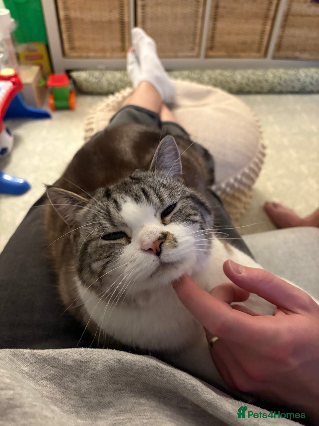 Persian cats for sale: 2 Year Old Persian / Mixed (shorthair) Cat - Image 4