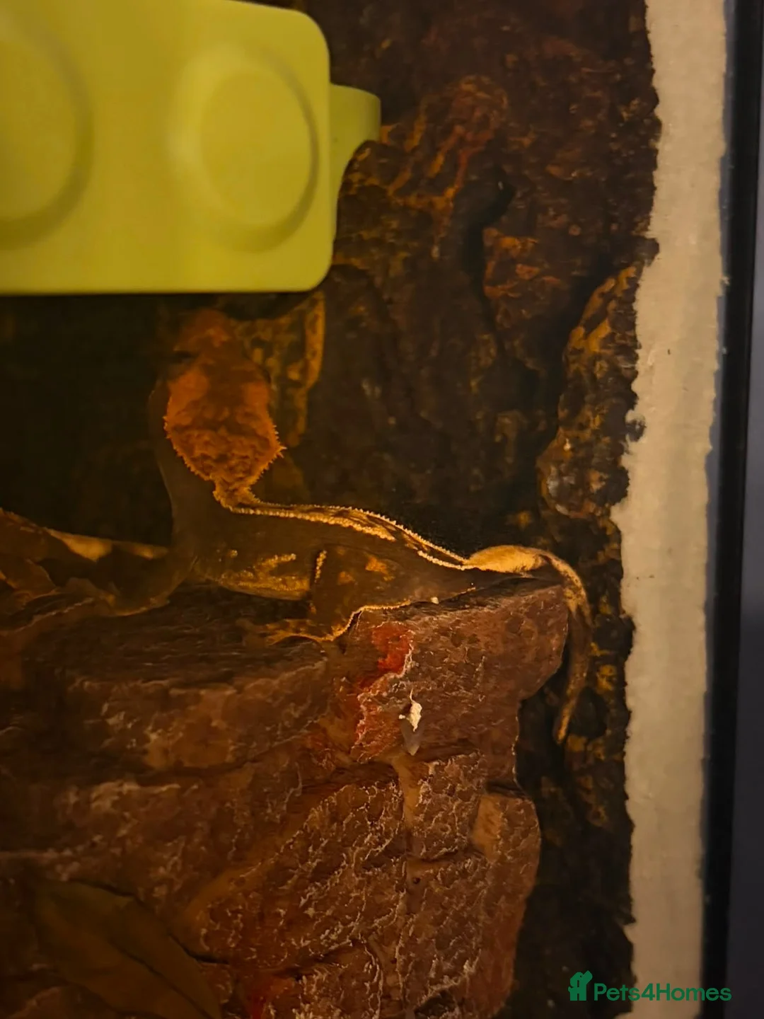 Gecko reptiles for sale: Crested Gecko in Poole - Advert 3