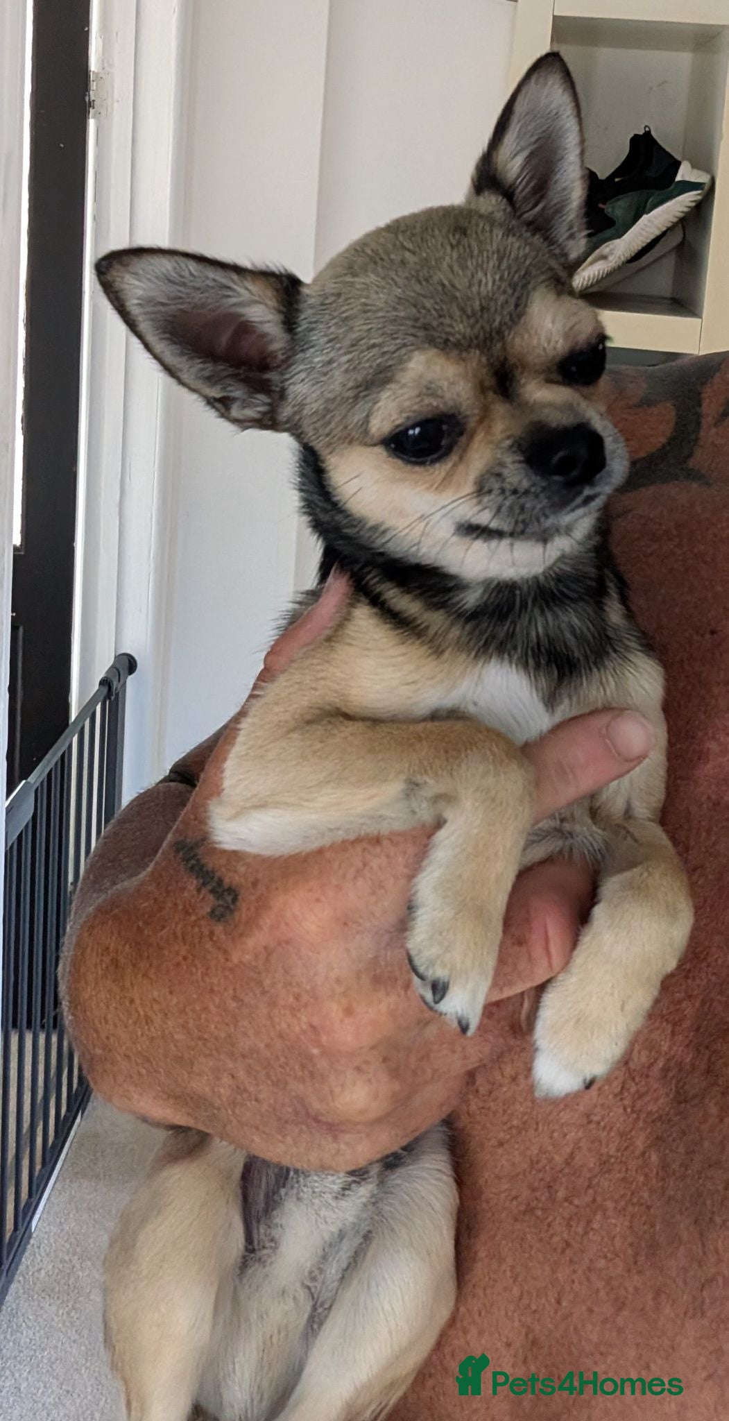 Chihuahua dogs Chihuahua puppy ,Nacho - Advert 1