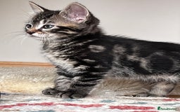 Mixed Breed cats for sale: Playful kittens ready to leave! - Image 3