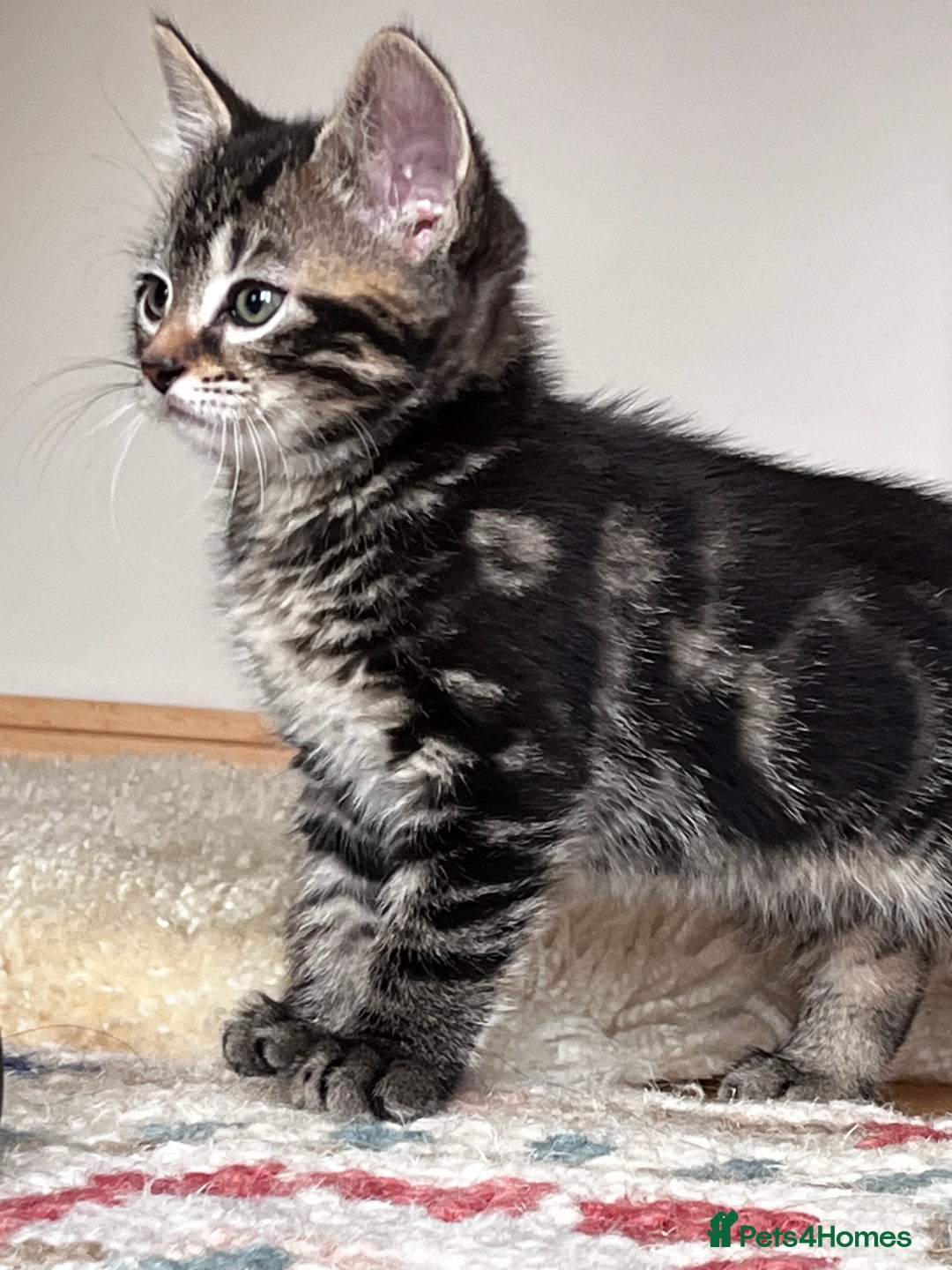 Mixed Breed cats for sale: Playful kittens ready to leave! - Image 3