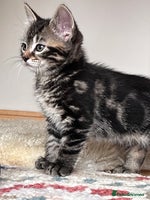 Mixed Breed cats - Advert 1