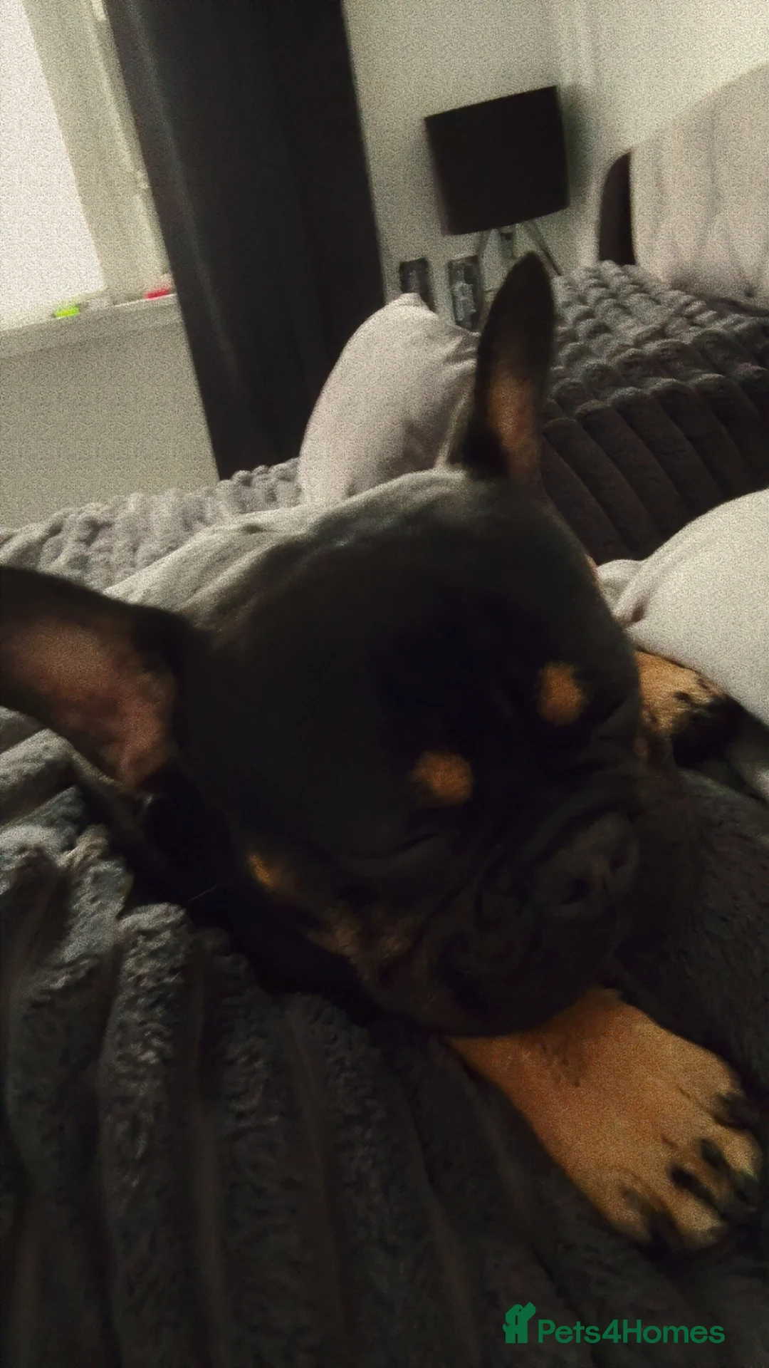 French Bulldog dogs for sale: French Bulldog - Advert 2