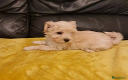 Maltipoo dogs for sale: Maltipoo puppies for sale - Image 14