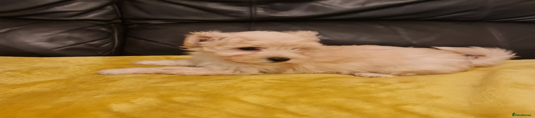 Maltipoo Puppy 3