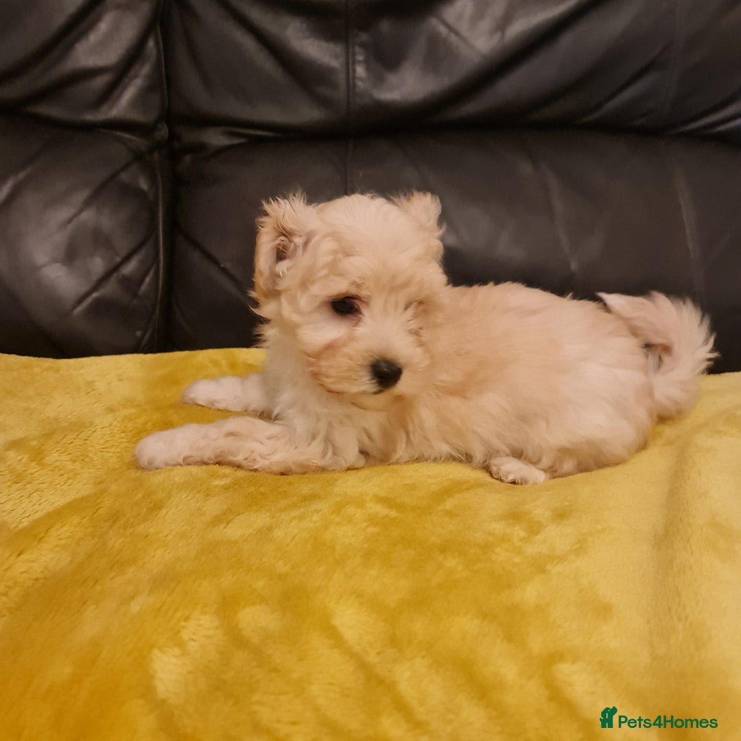 Maltipoo dogs for sale: Maltipoo puppies for sale - Image 14
