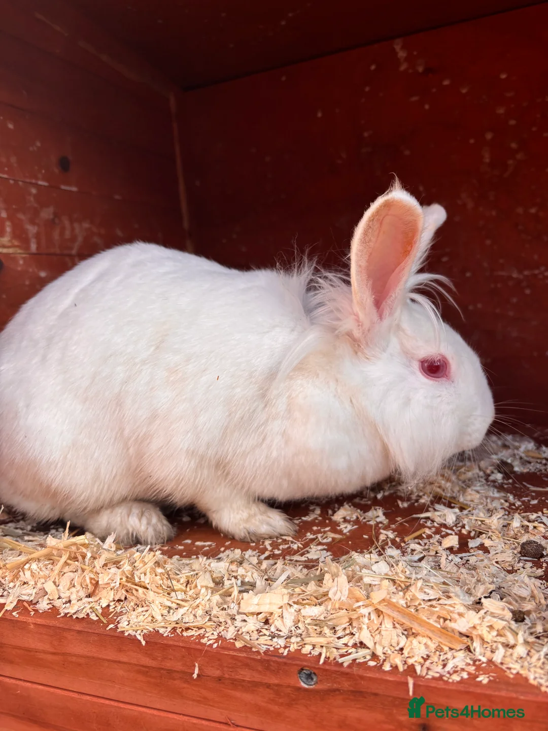 Lionhead rabbits for sale: Lionhead  - Advert 1