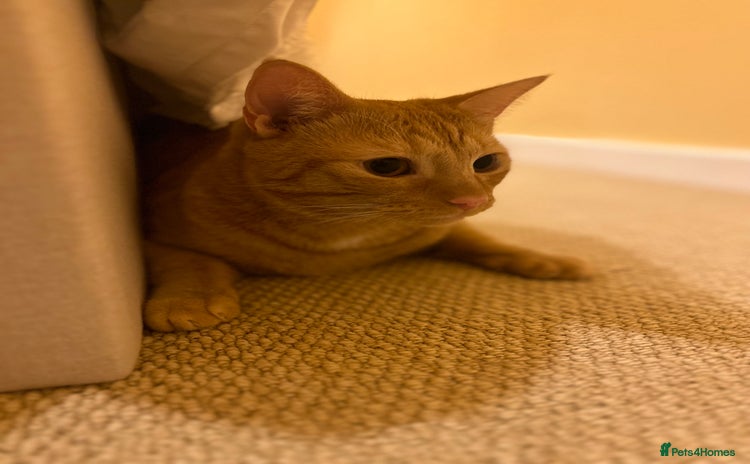 British Shorthair cats - Advert 1