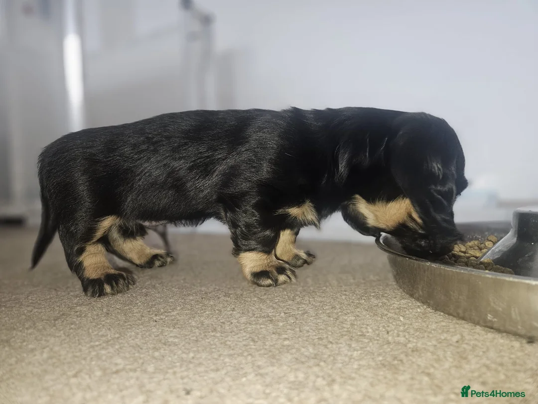 Miniature Dachshund dogs for sale: Beautiful Miniatures  in Manchester - Advert 2