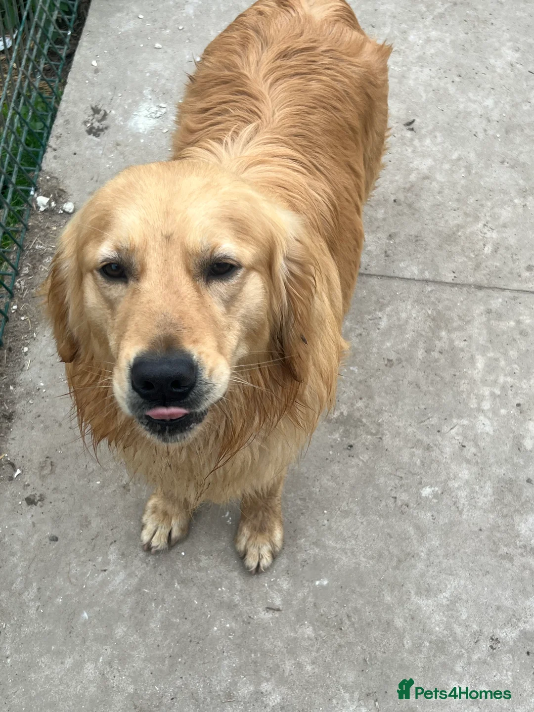 Golden Retriever dogs for stud: Golden retriever stud - Advert 8