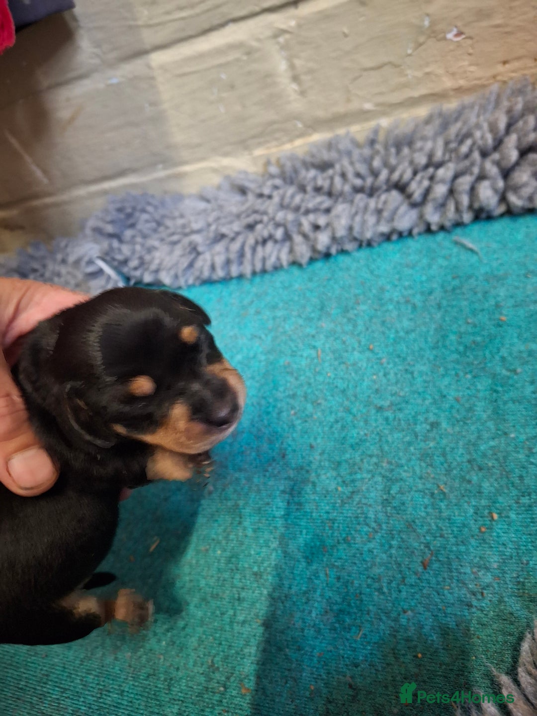 Dachshund dogs for sale: 4 exceptional smooth haired  dachshund mini pups  - Image 8