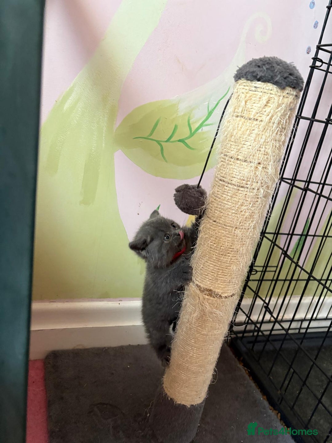 British Shorthair cats for sale: British Blue Shorthair kittens for sale - Image 8