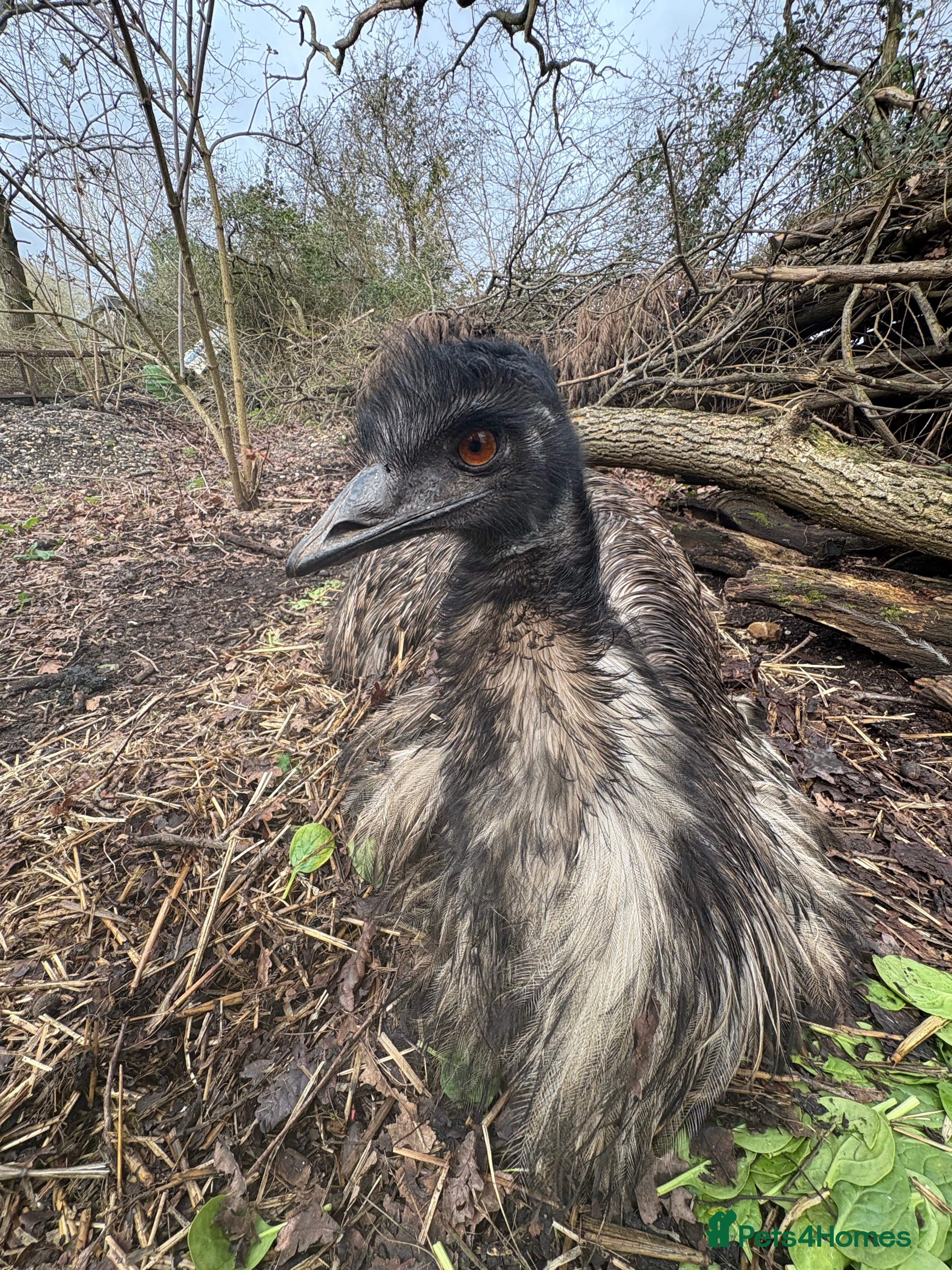 Emus poultry Emu chicks for sale, £125 each, due mid March. - Advert 1