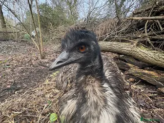 Emus poultry Emu chicks for sale, £125 each, due mid March. - Advert 1