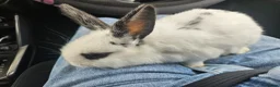 Mixed Breed rabbits for sale: 6 weeks old (25/6) Vienna and astrex gene last kit - Advert 15