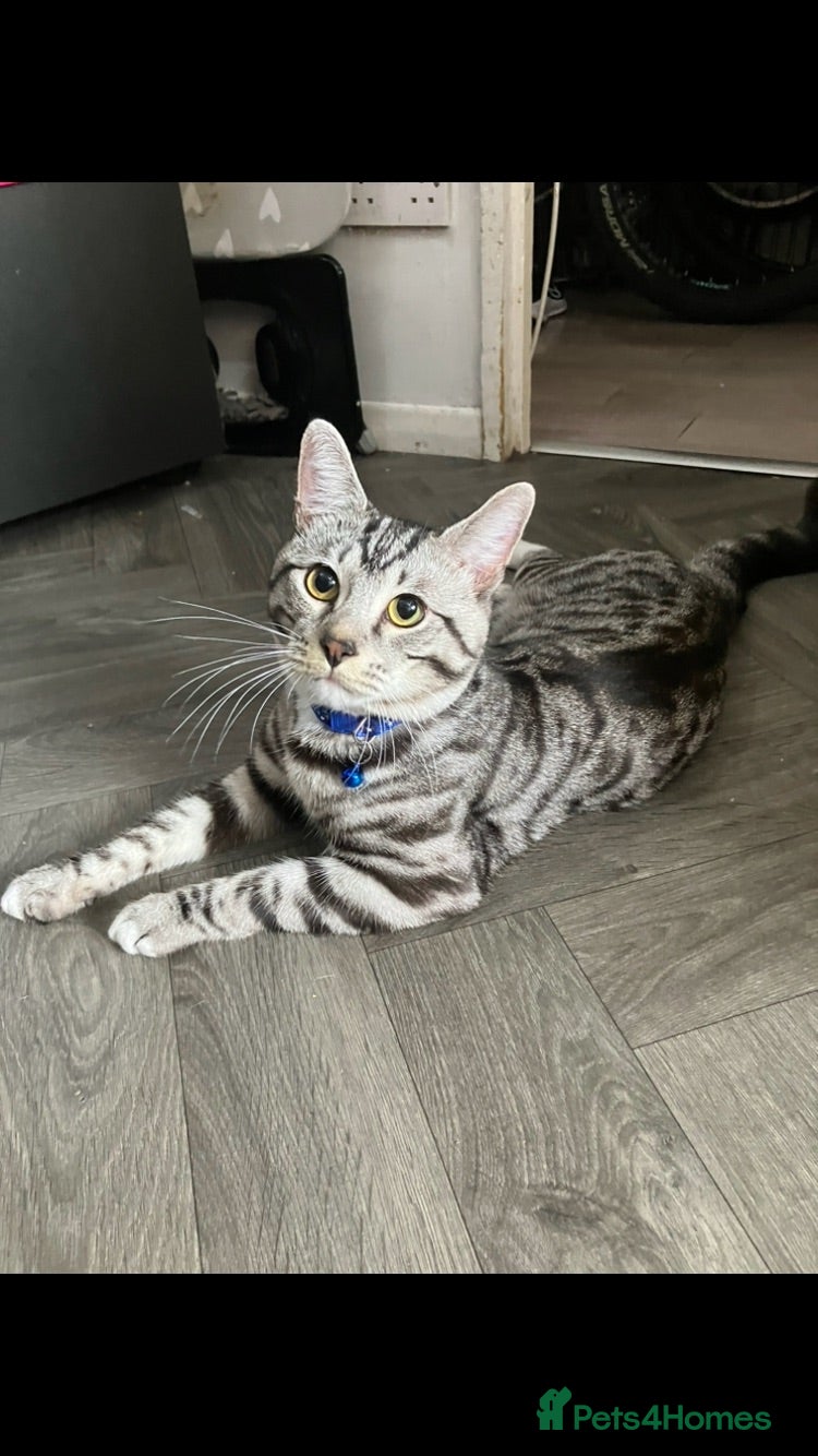 Russian Blue cats Beautiful black silver grey tabby kittens  - Advert 6