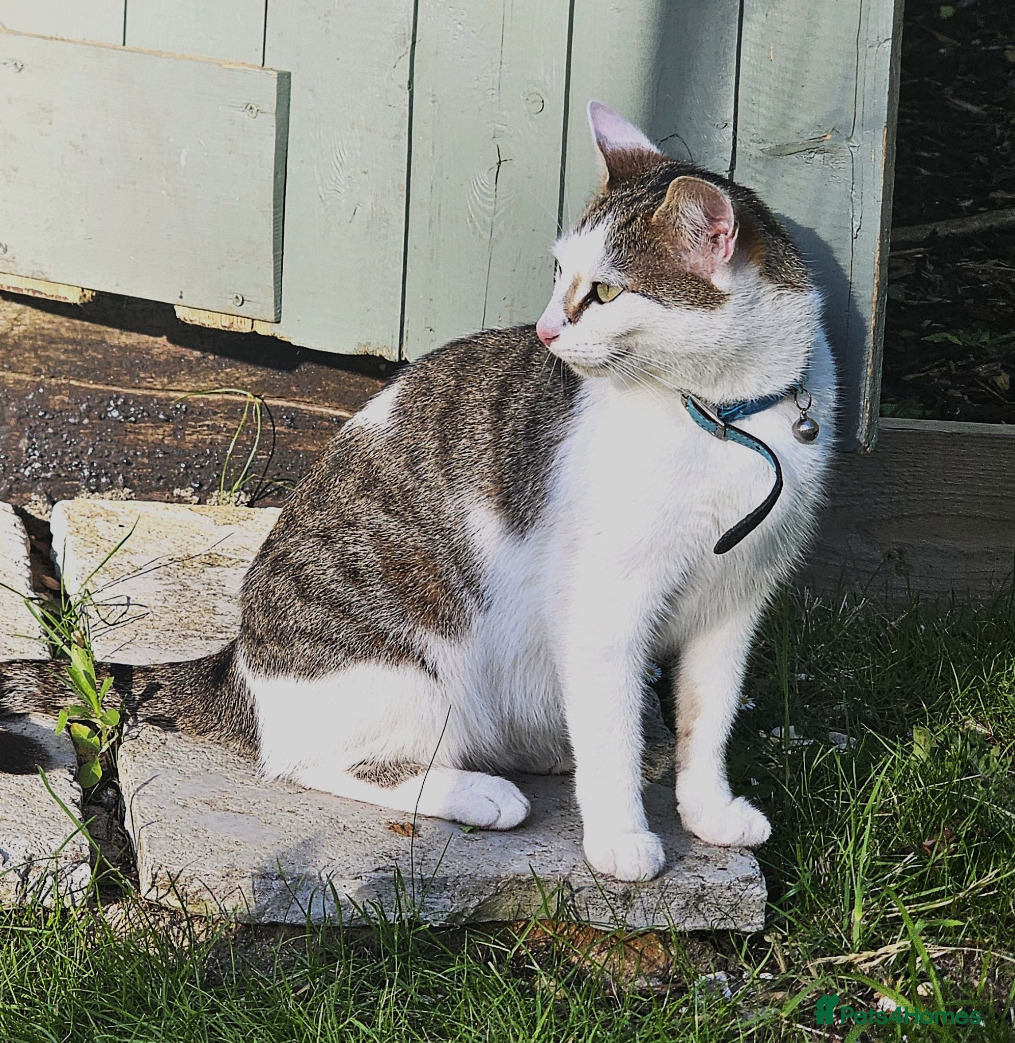 Mixed Breed cats Amber - adult female - Advert 3