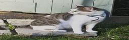 Mixed Breed cats for sale: Amber - adult female - Advert 1