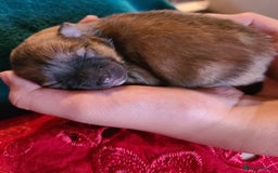 Pomeranian dogs for sale: Pomeranian puppies  - Image 5