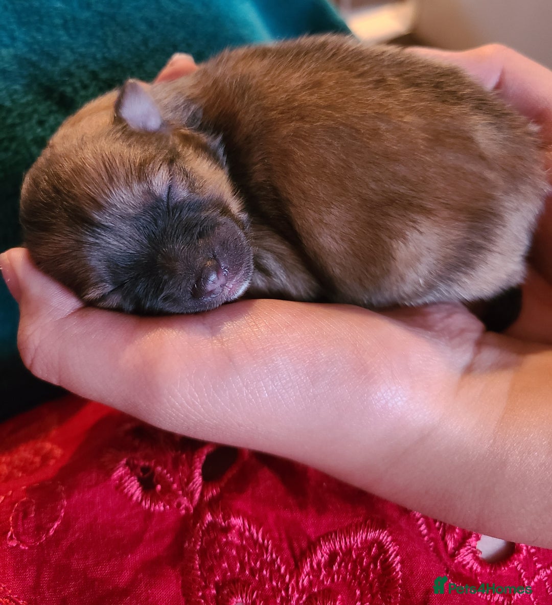 Pomeranian dogs for sale: Pomeranian puppies  - Image 5