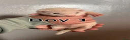 Ferret rodents for sale: ferret kits for sale  - Advert 26