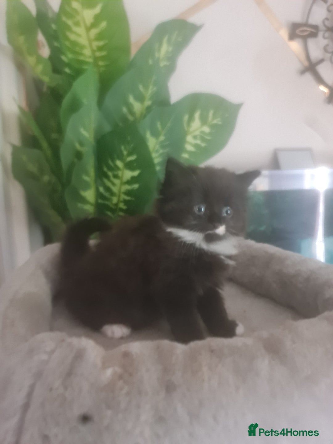 Mixed Breed cats for sale: Stunning  kittens looking  4 new home - Image 6