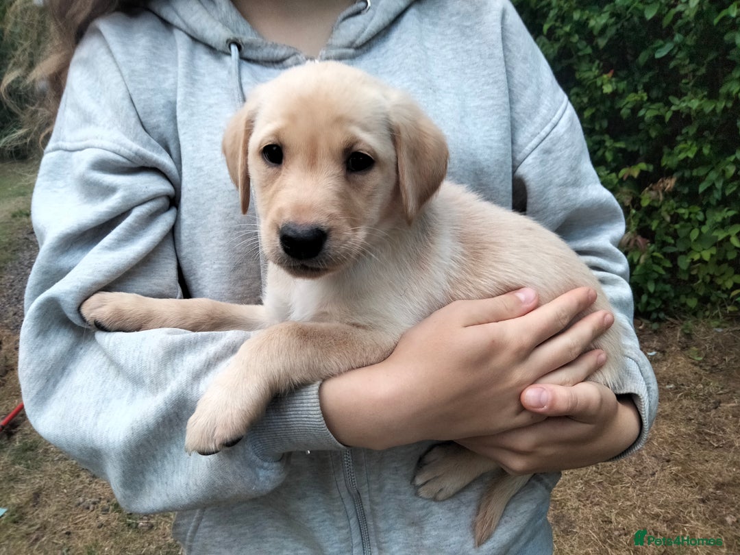 Labrador Retriever dogs for sale: KC Registered Labrador Retriever Puppies in Ross-on-Wye - Image 35