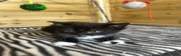 Mixed Breed cats for sale: Lovely kittens - Advert 4