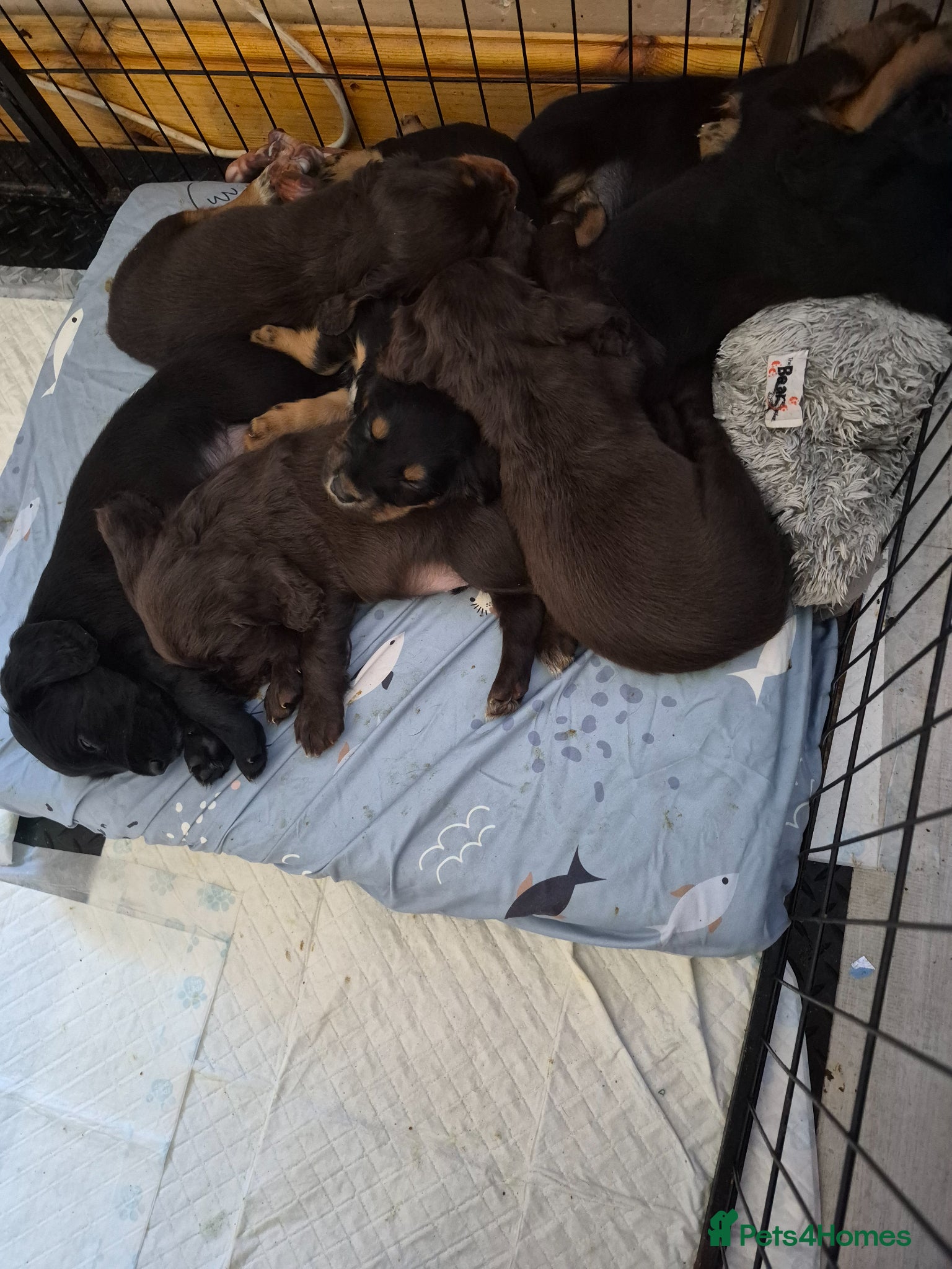 Cocker Spaniel dogs Stunning working bred cocker spaniels  - Advert 6