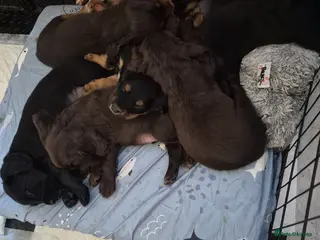 Cocker Spaniel dogs Stunning working bred cocker spaniels - Advert 6