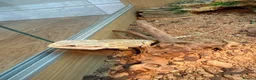 Bearded Dragon reptiles for sale: Free beared dragon to rehome  - Advert 6