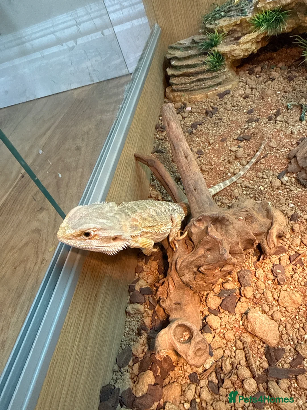Bearded Dragon reptiles for sale: Free beared dragon to rehome  - Advert 6