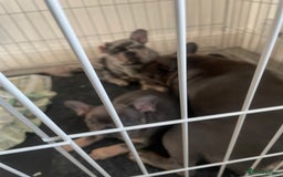 French Bulldog dogs for sale: Stunning French bulldog puppies  - Image 6