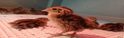 Quail poultry for sale: Coturnix quail for sale  in Truro - Advert 4