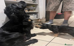 Cocker Spaniel dogs for sale: Cocker Spaniel Puppy - Male - Black/Tan Colour - Image 1