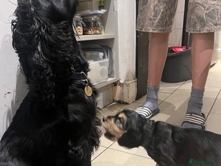 Cocker Spaniel dogs for sale - Advert 1