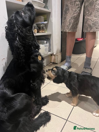 Cocker Spaniel dogs - Advert 1