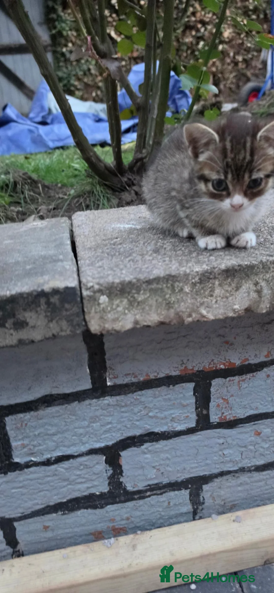 Mixed Breed cats for sale: They are very nice cats. Mom and kid  in Coventry - Advert 2