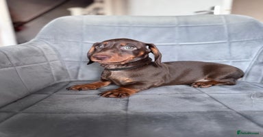 Dachshund dogs KC Registered, PRA Clear !!! Dachshund Miniature  - Advert 8