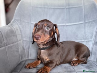 Dachshund dogs KC Registered, PRA Clear !!! Dachshund Miniature - Advert 13
