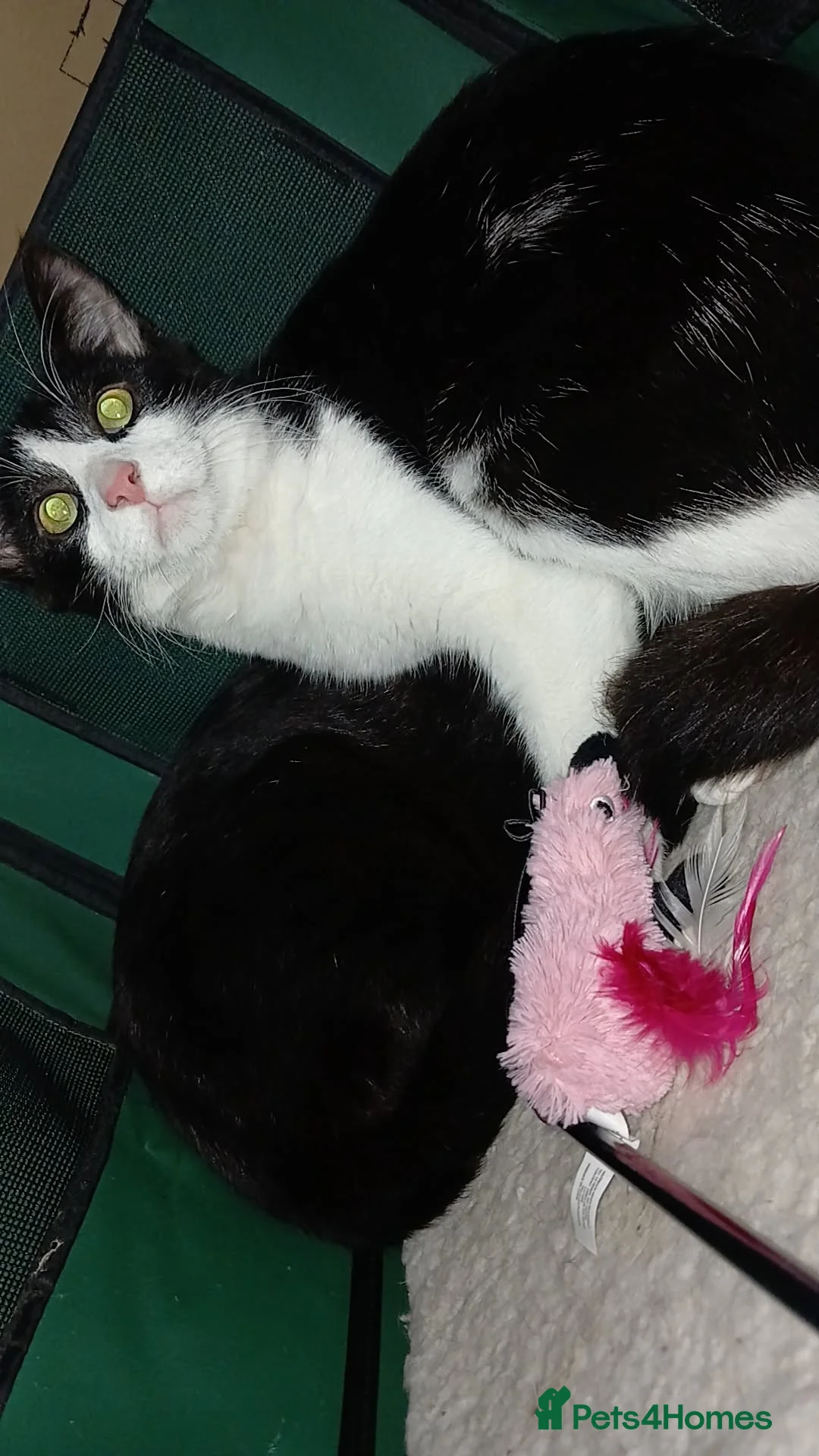 British Longhair cats for sale: Kitten - Advert 2