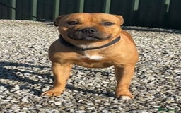 Staffordshire Bull Terrier dogs for sale: Cherry is looking for her new best friend  - Image 9