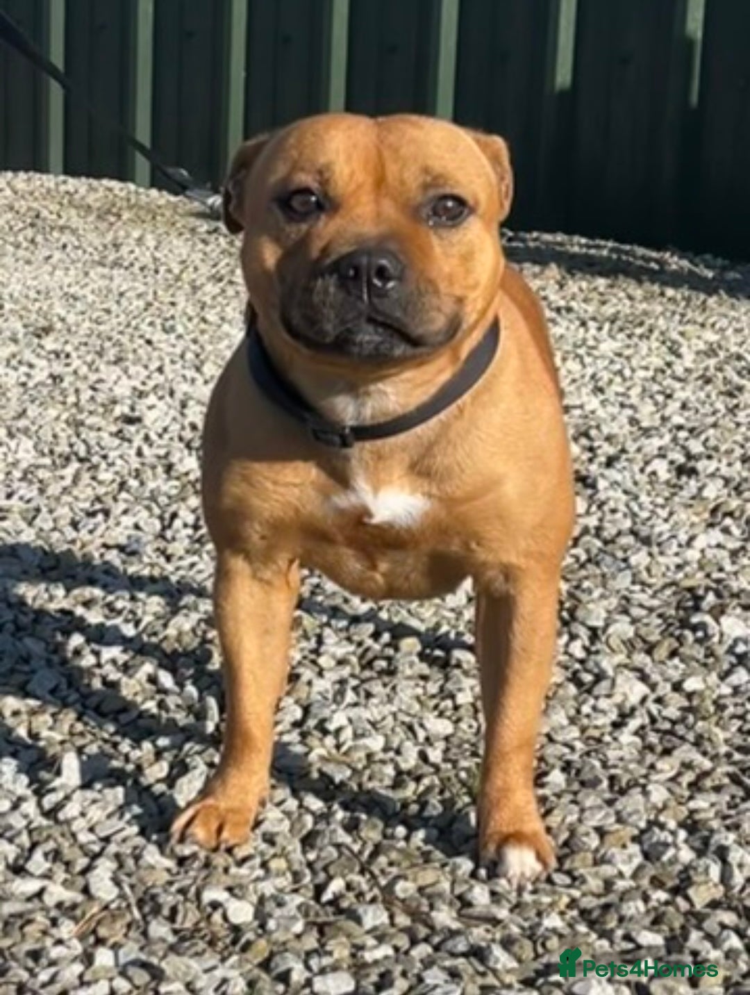 Staffordshire Bull Terrier dogs for sale: Cherry is looking for her new best friend  - Image 9