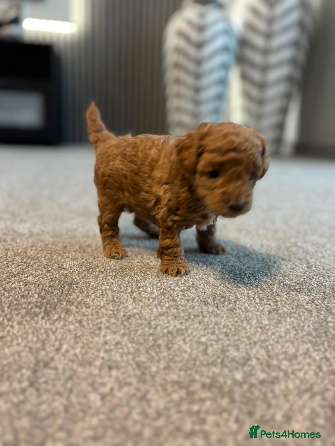 Cavapoo dogs for sale: F1b cavapoo babies - Advert 5