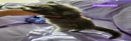 Maine Coon cats for sale: Pure maincoons ready 17/10/26 in Market Drayton - Advert 8